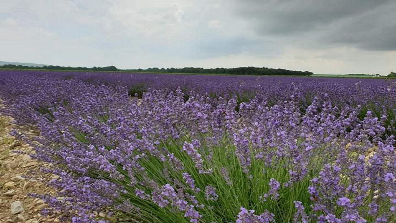 Gite La Joliette Et Le Chesnaie Grillon Εξωτερικό φωτογραφία